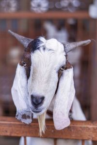 Close-up of a goat