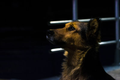 Close-up of dog outdoors