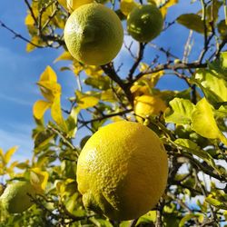 Close-up of fruit growing on tree