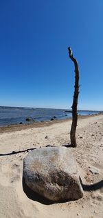 Driftwood on beach against clear blue sky