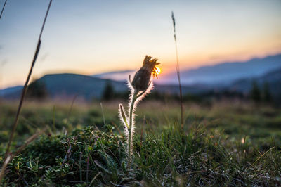 Close-up of lizard on land against sky during sunset