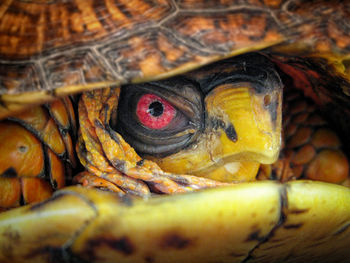 Close-up of tortoise