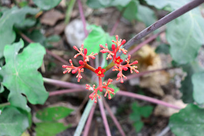 Close-up of red flowering plant on field