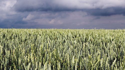 Crops growing on field against sky