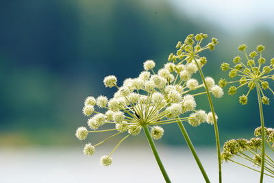 Close-up of white flowering plant