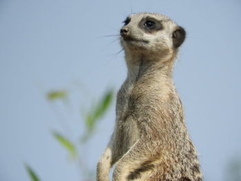 Close-up of an animal looking away against clear sky