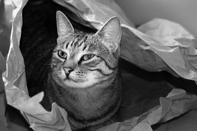 Cat looking away while sitting in paper bag at home