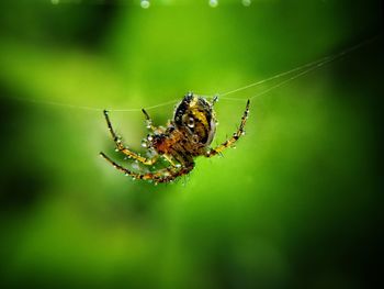 Close-up of spider on web