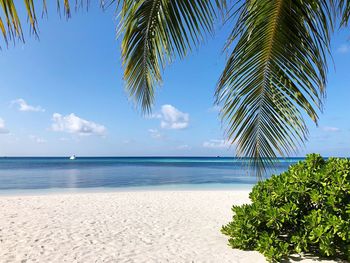 Palm tree by sea against sky