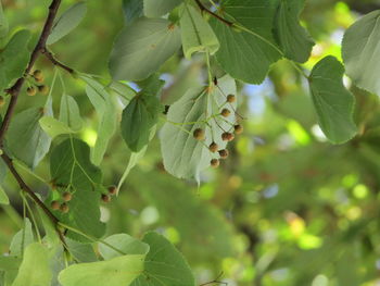 Close-up of fresh green leaves on tree