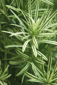 plant