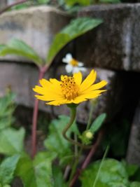 Close-up of yellow flower