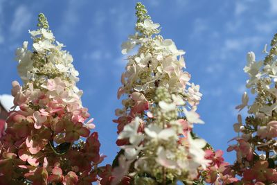 Low angle view of flowering plant against sky