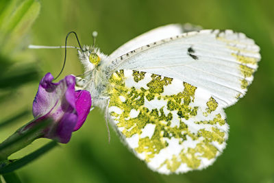 Close-up of butterfly on flower