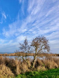 Bare tree on field against sky