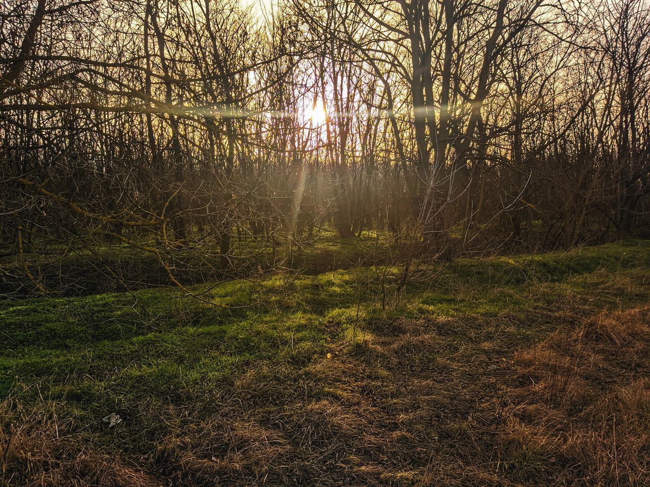 PLANTS GROWING ON LAND