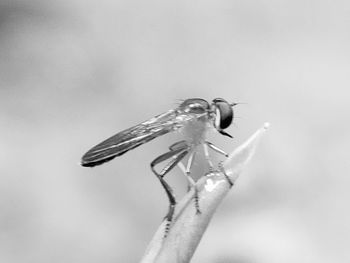 Close-up of insect