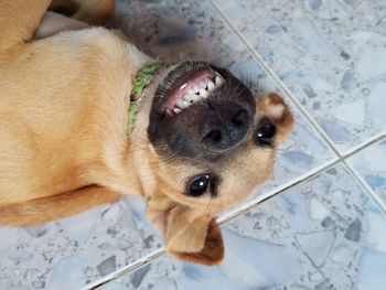 High angle view of dog lying on floor