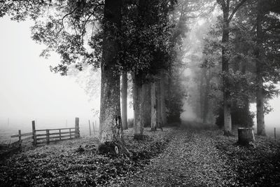 Trees in foggy weather