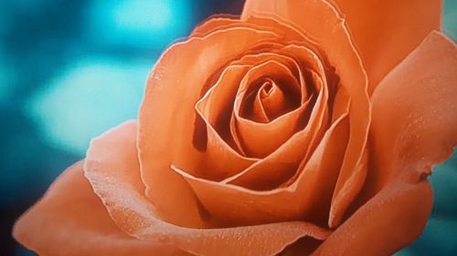 Close-up of orange rose blooming outdoors