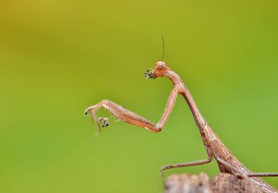 Close-up of praying mantis on leaf