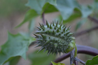 Close-up of plant