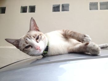 Portrait of cat relaxing on building