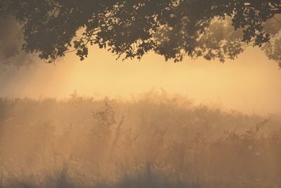 Scenic view of trees against sky during sunset