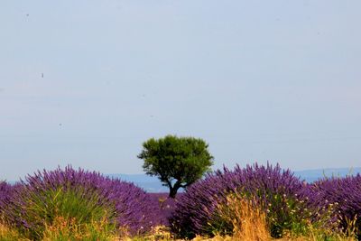Purple flowering plants on field against clear sky