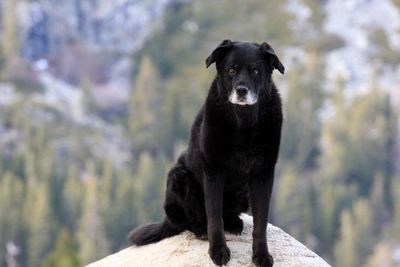 Portrait of black dog standing against trees