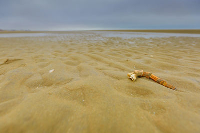 View of crab on beach