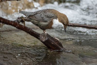 Side view of bird perching on twig in water