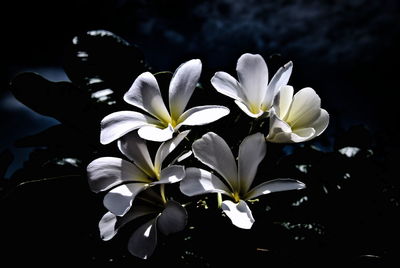 Close-up of white flowers blooming outdoors