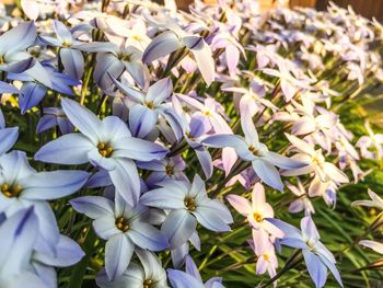 Close-up of white flowering plants