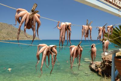 View of birds in water