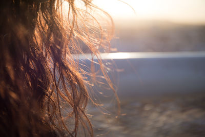 Close-up of hair against sunlight during sunset