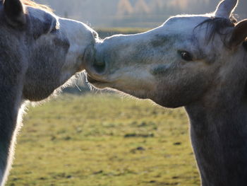 Close-up of horse on field