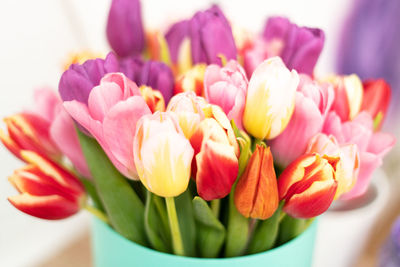 Close-up of pink tulips