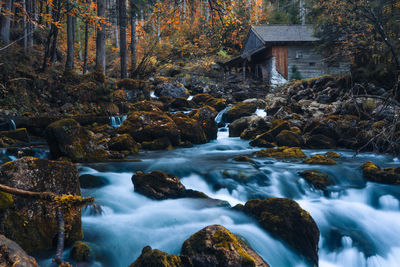 Scenic view of river amidst trees in forest