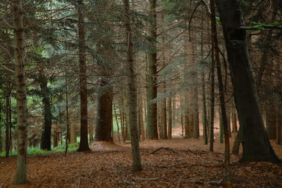 Trees in forest