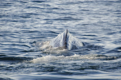 Sperm whale swimming in sea