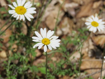 Close-up of white daisy flowers on field