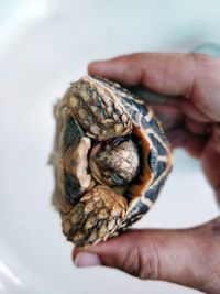 Close-up of hand holding tortoise