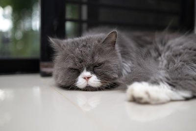 Close-up of cat sleeping