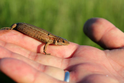 Close-up of hand holding small lizard