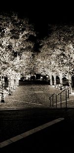 Illuminated trees at night during winter