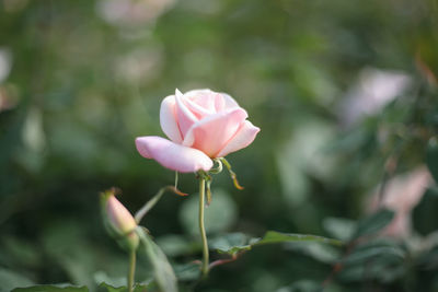 Close-up of pink rose flower