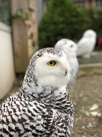 Portrait of owl perching outdoors