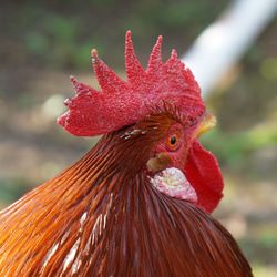 Close-up of rooster