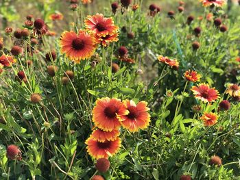 High angle view of flowering plants on field